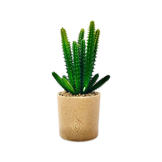 Cactus Plant With Sandy Texture Pot